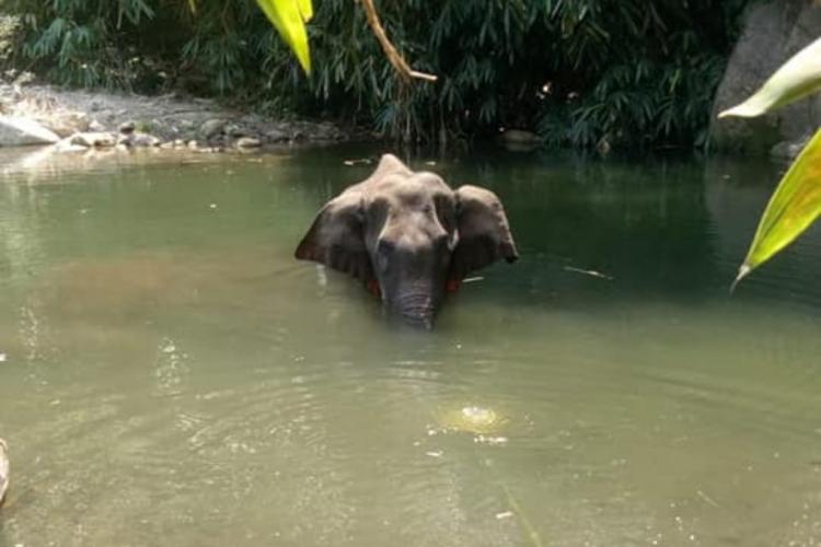 हथनी मौत मामला – जानवर को पटाखे खिलाना और हत्या करना भारतीय संस्कृति में नहीं है