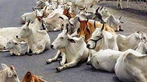 UP : सड़को पर अब नजर नही आयेंगे निराश्रित गौवंश