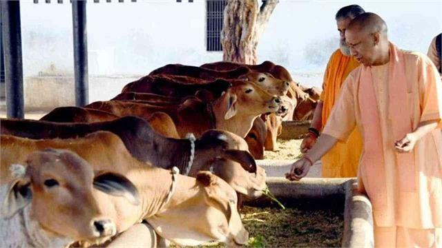 यूपी सरकार हर जिले में बनाएगी ‘आदर्श गौशाला’, काऊ टूरिज्म से बढ़ेंगे रोजगार और आत्मनिर्भरता l