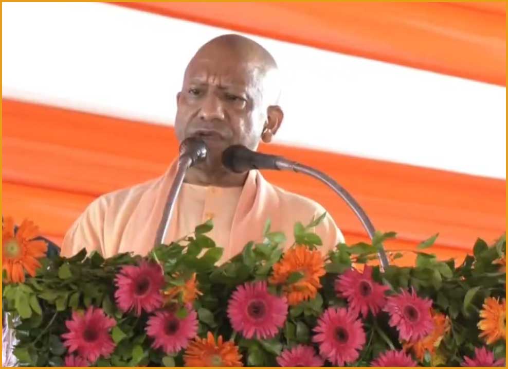 yogi